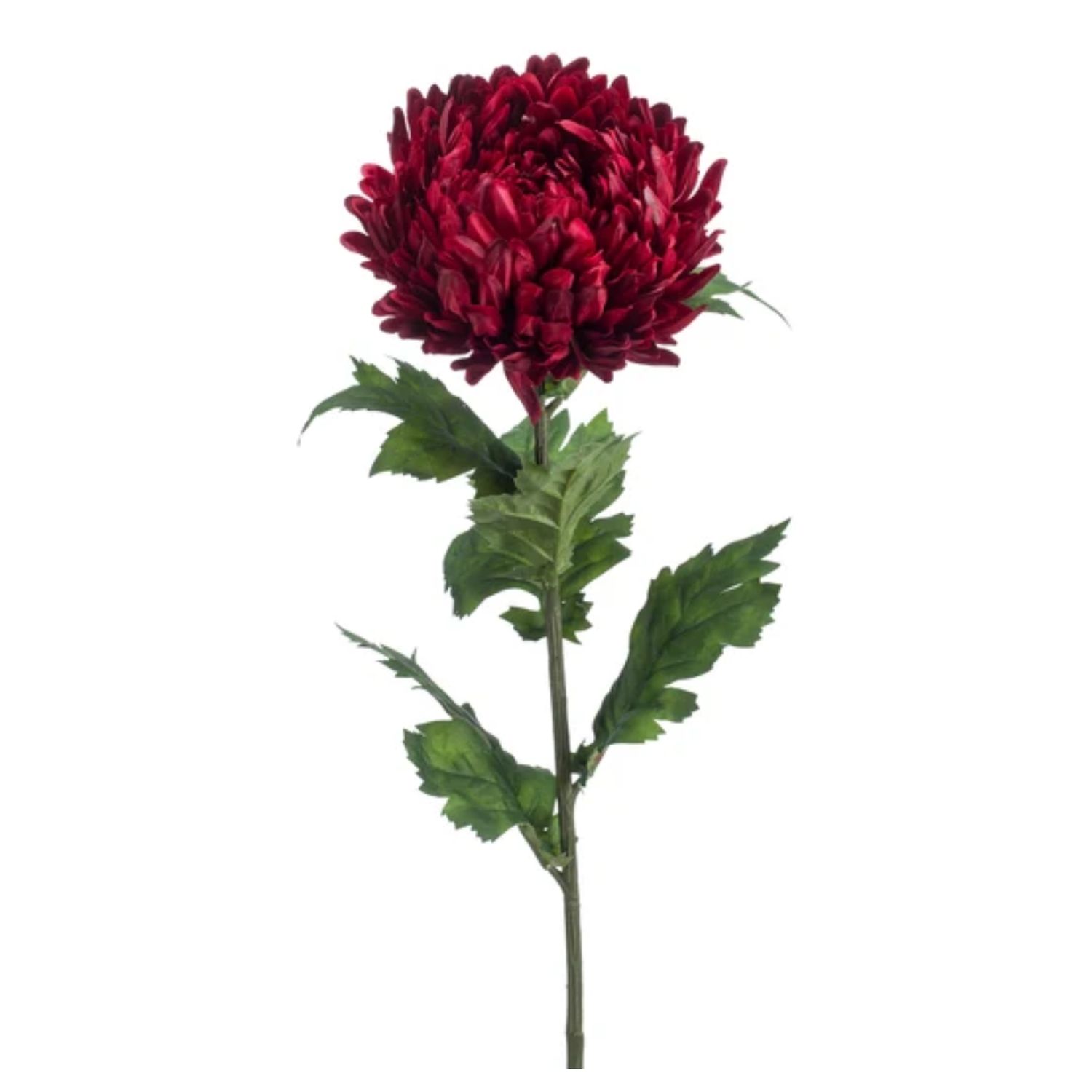 Chrysant iba red