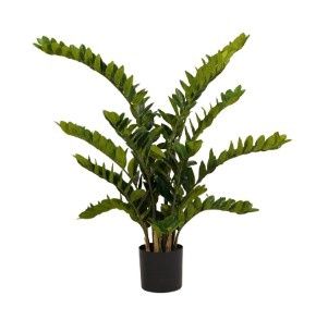 Zamioculcas 130 cm