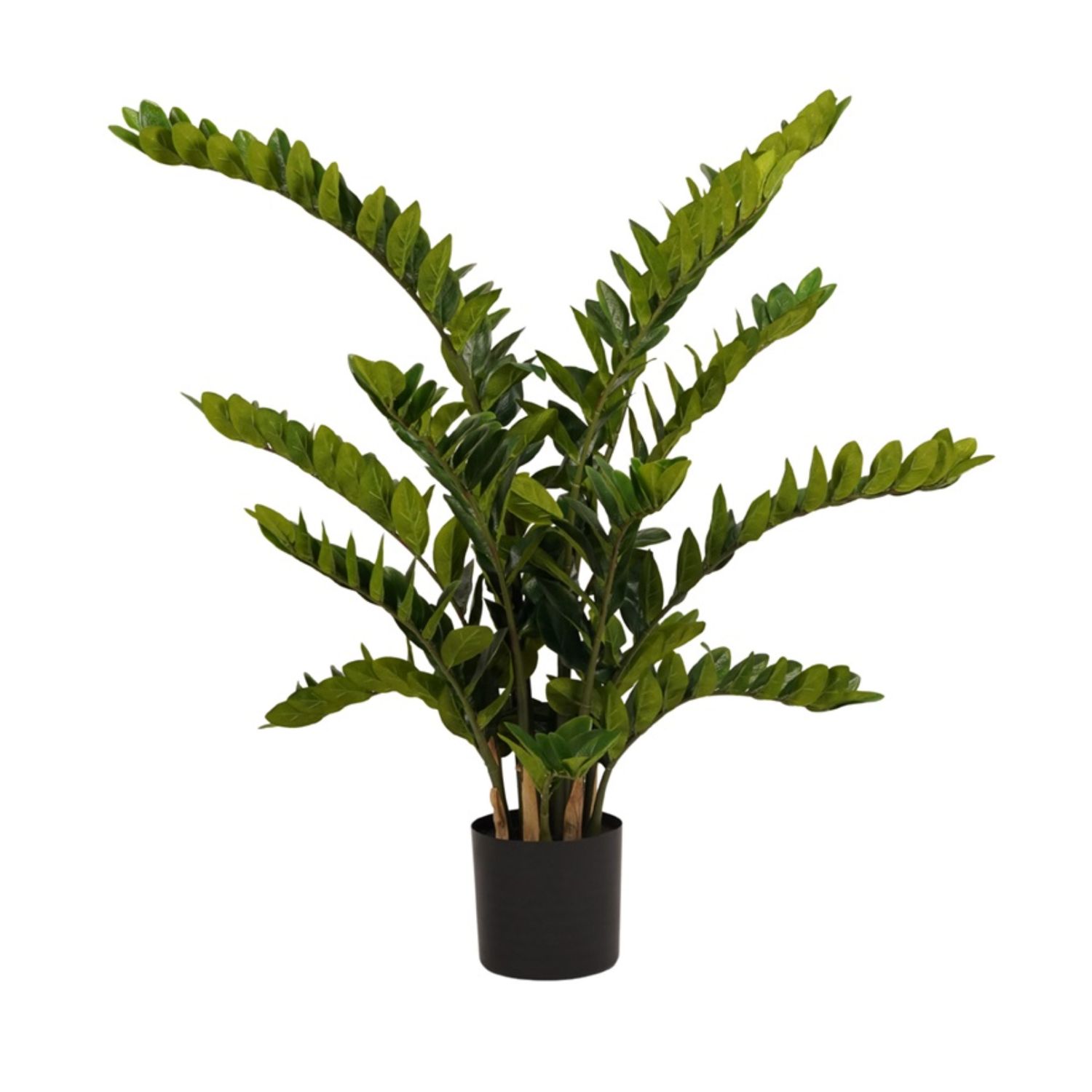 Zamioculcas 130 cm