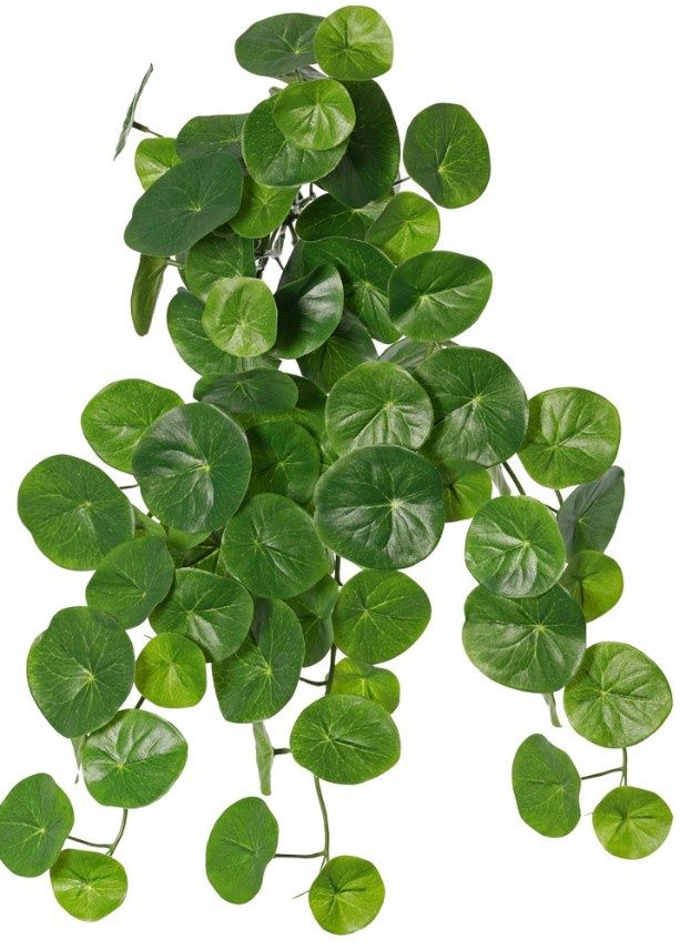 Stephania erecta