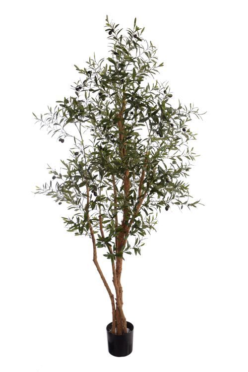 Olive tree 220cm