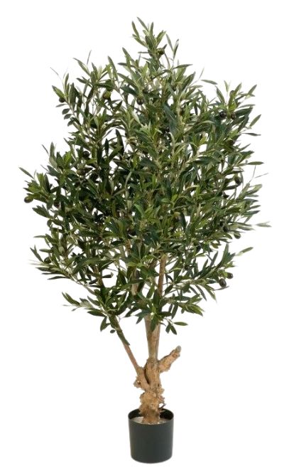 Olijfboom 150cm