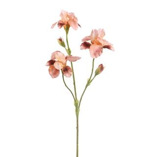 Iris tak taupe