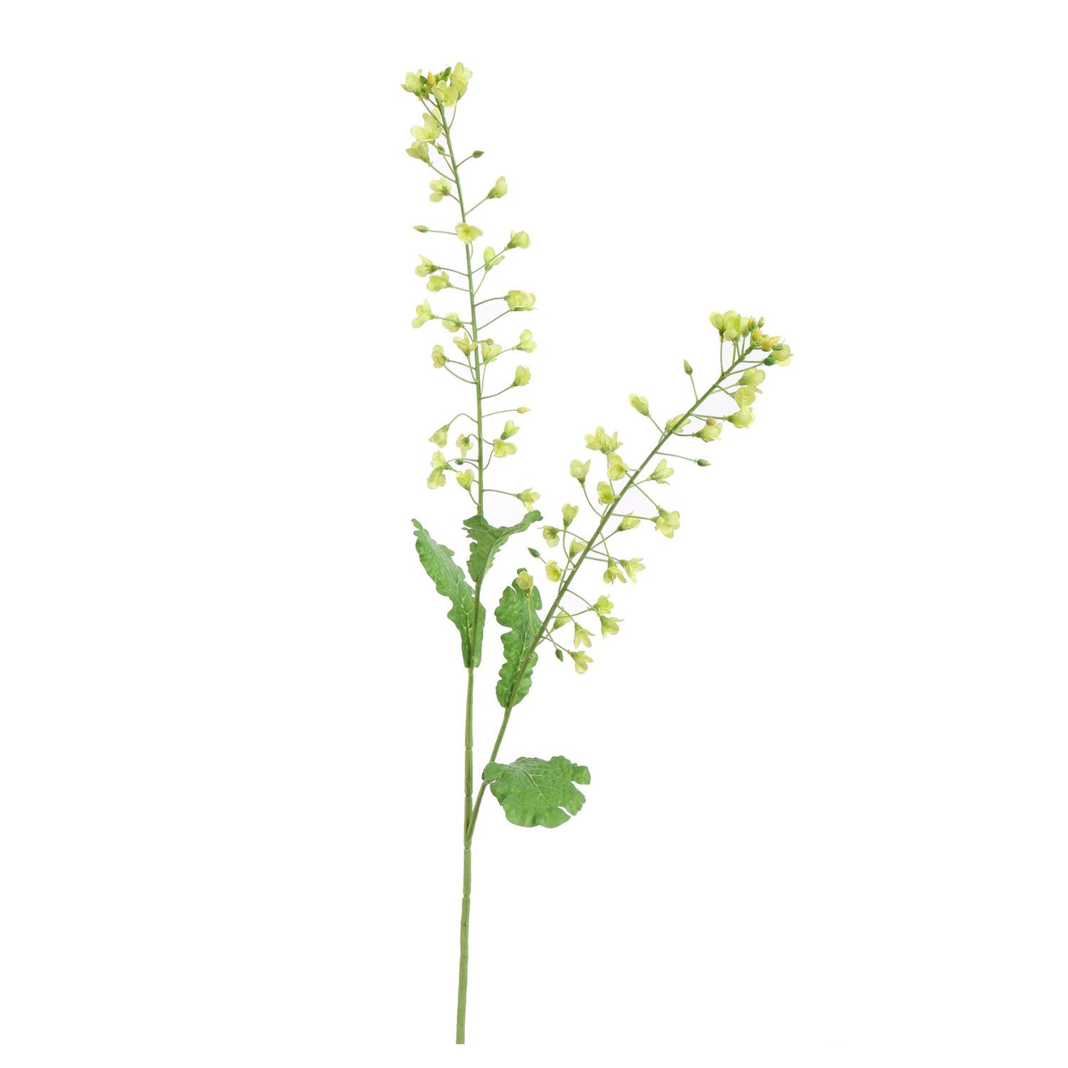 Rapeseed green