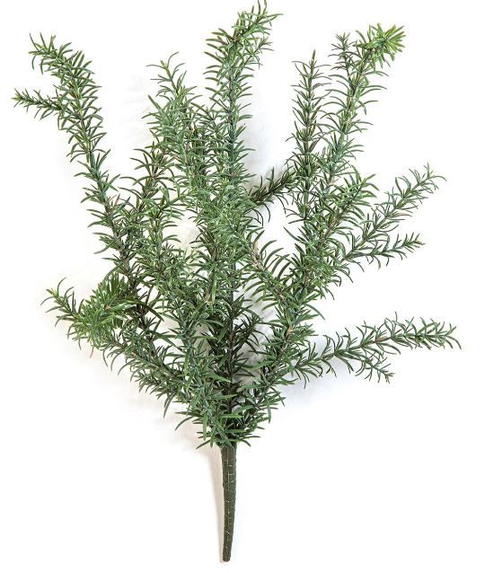 Rosemary UV 60cm