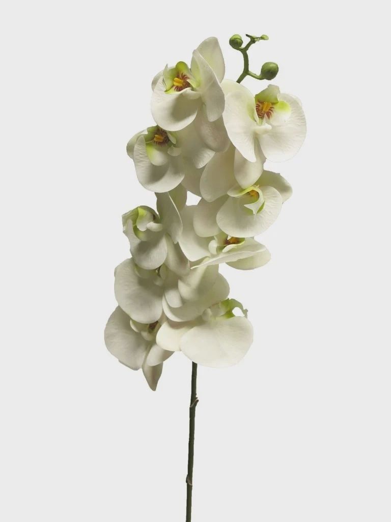Phalaenopsis Bora White