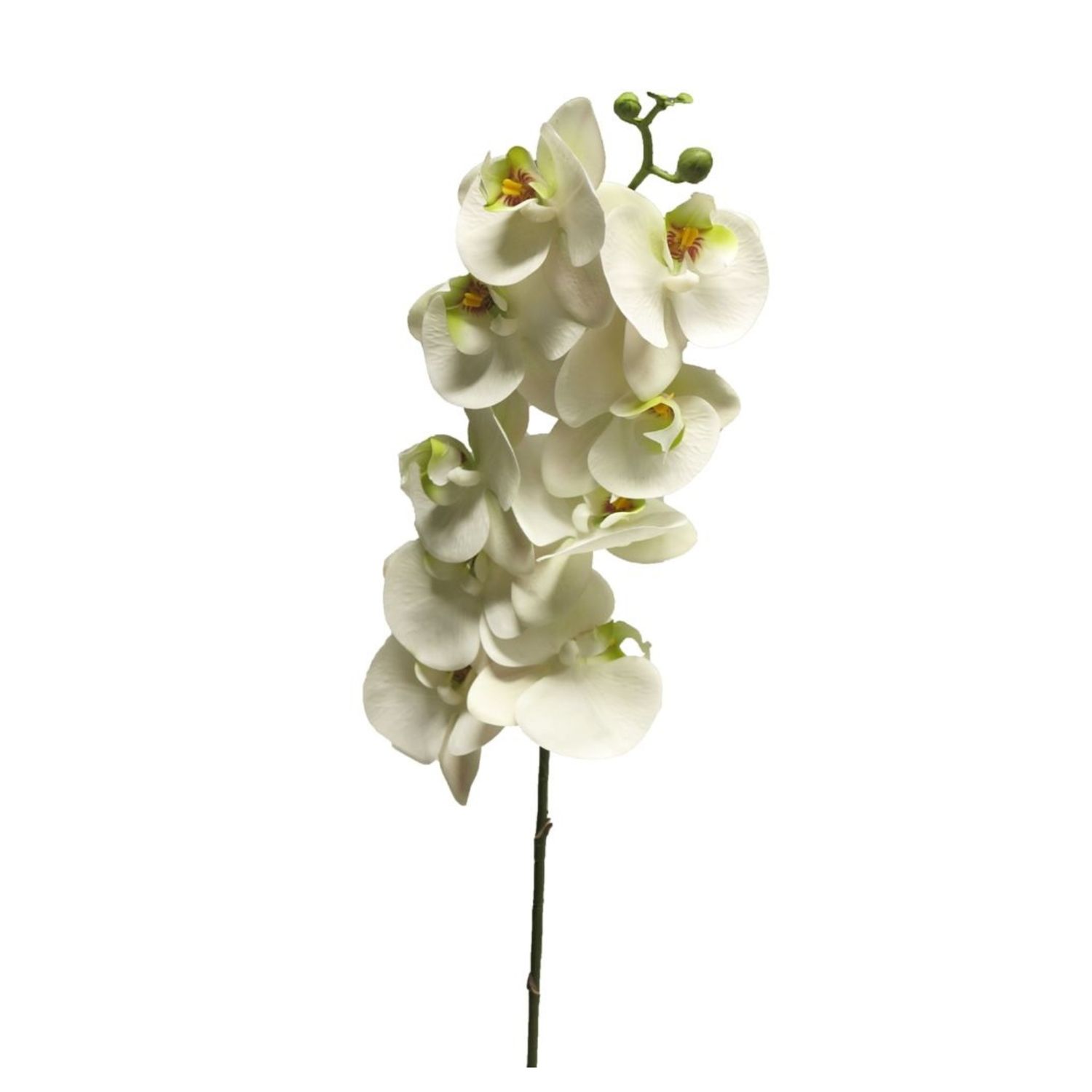 Phalaenopsis Bora White