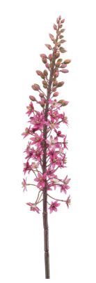 Eremurus spray 95cm fuchsia