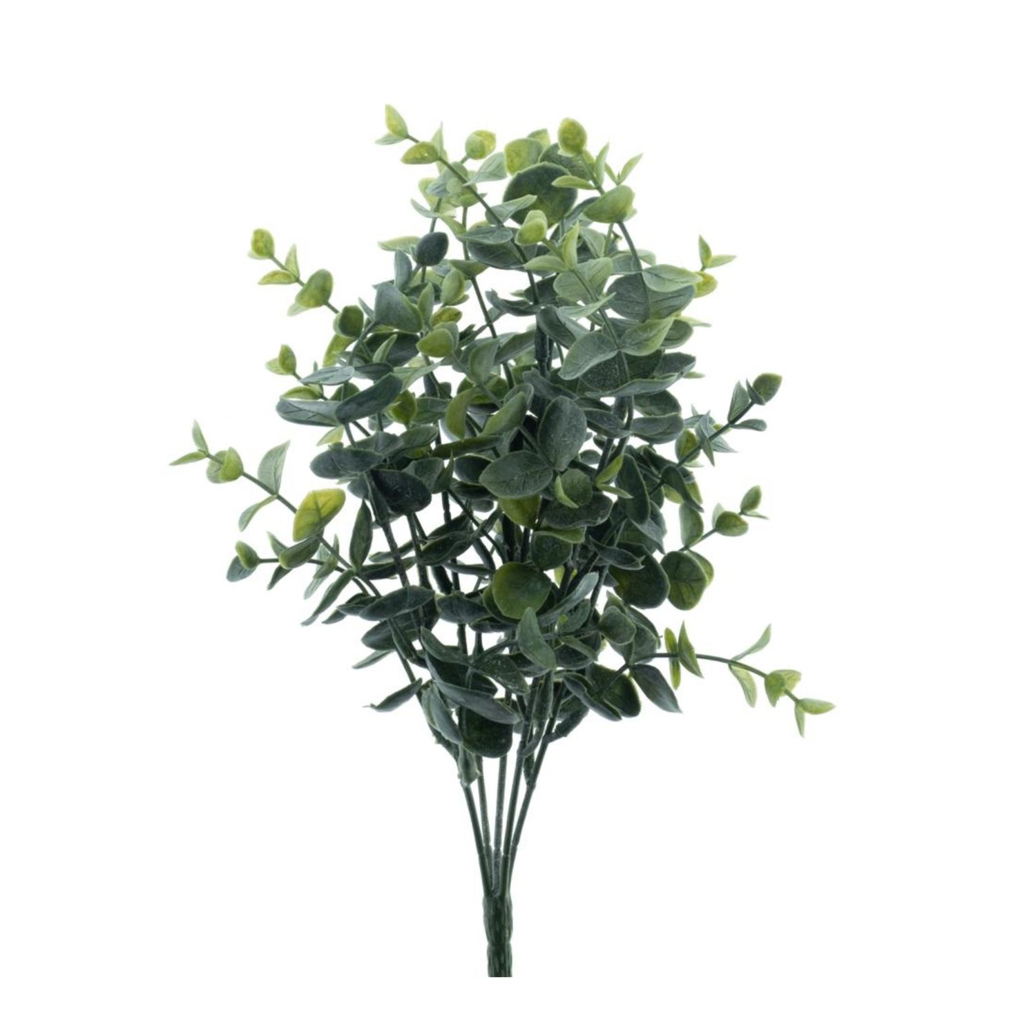 Eucalyptus bush grey