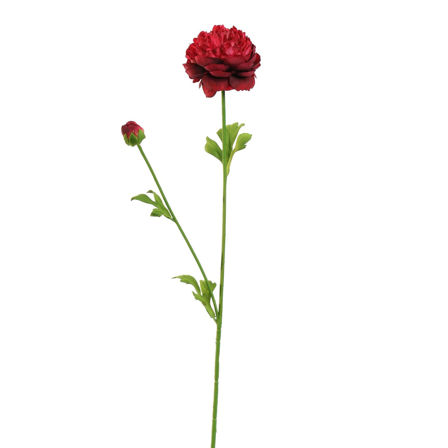 Ranonkel red