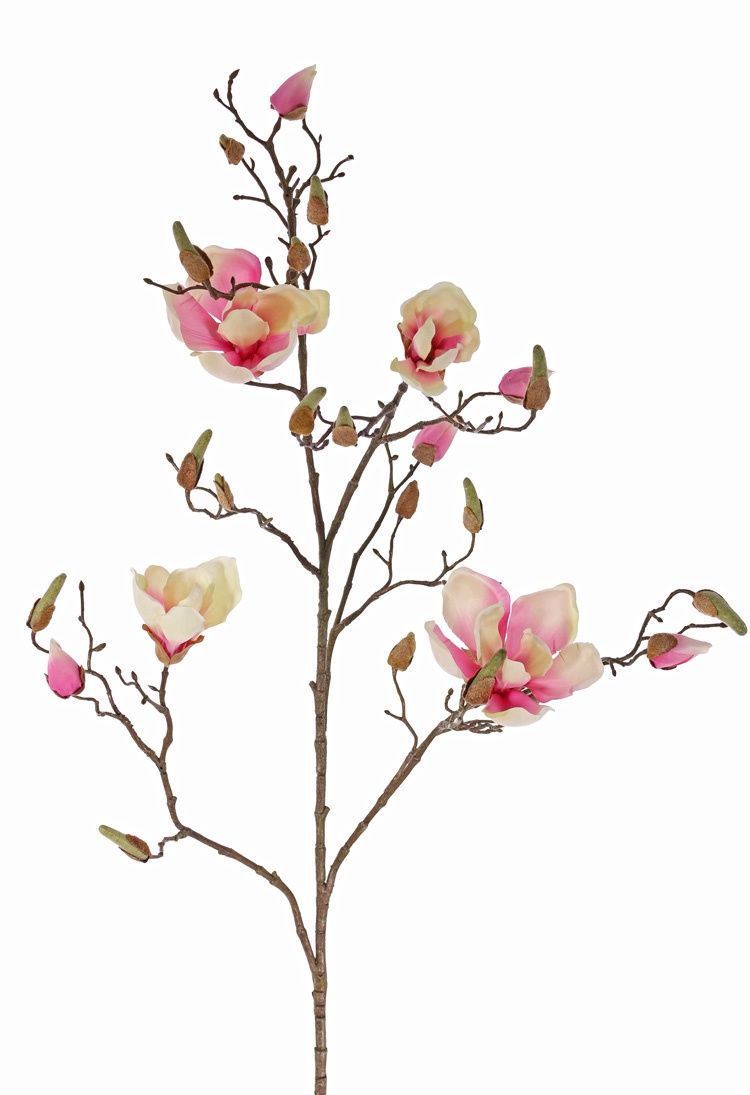 Magnolia