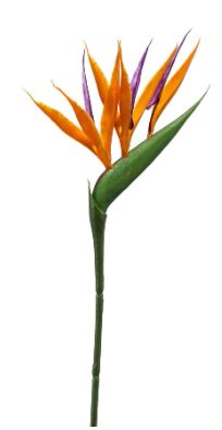 Strelitzia oranje