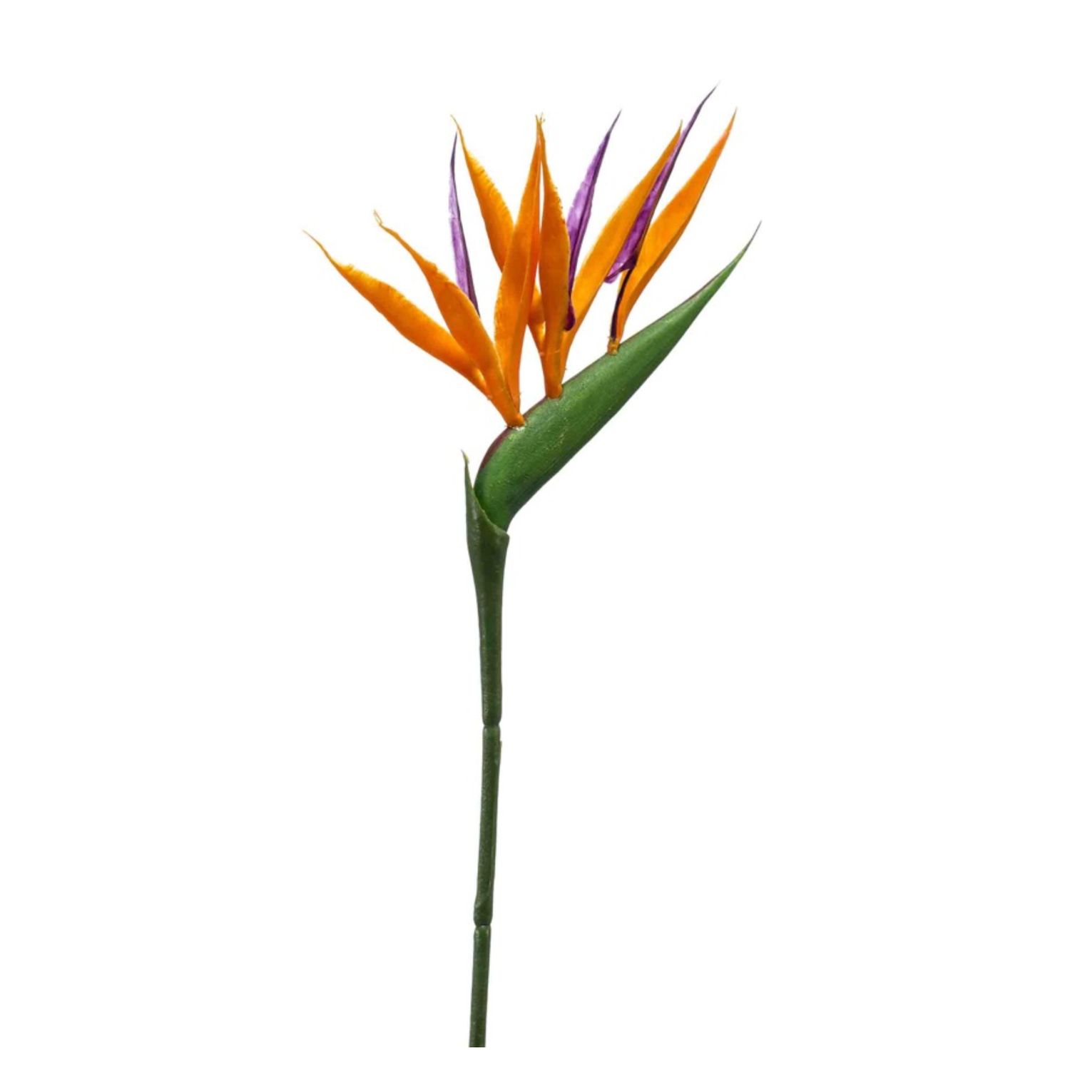 Strelitzia oranje