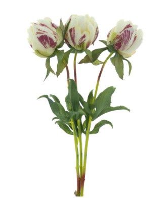 Paeony Marlie bundle 3x cream - Small