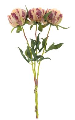 Paeony Marlie bundle 3x peach - Large