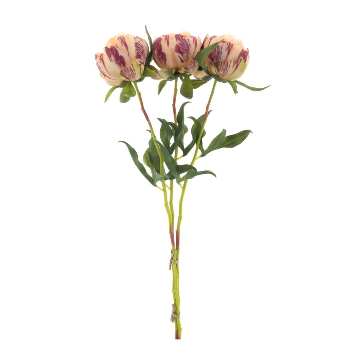 Paeony Marlie bundle 3x peach - Large