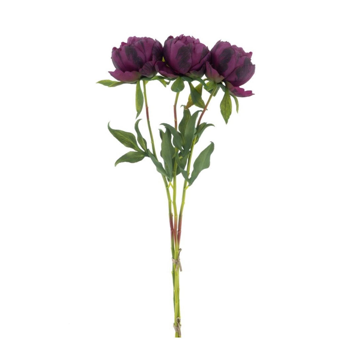 Paeony Marlie bundle 3x Aubergine - Large