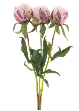 Paeony Marlie bundle 3x pink - Small