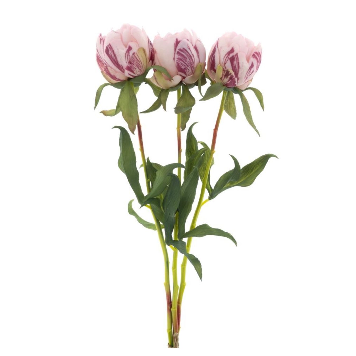Paeony Marlie bundle 3x pink - Small
