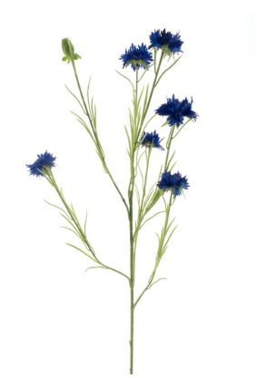 Cornflower spray James