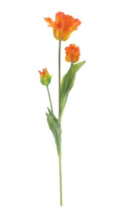 PSO Parrot tulip spray Sally - Orange