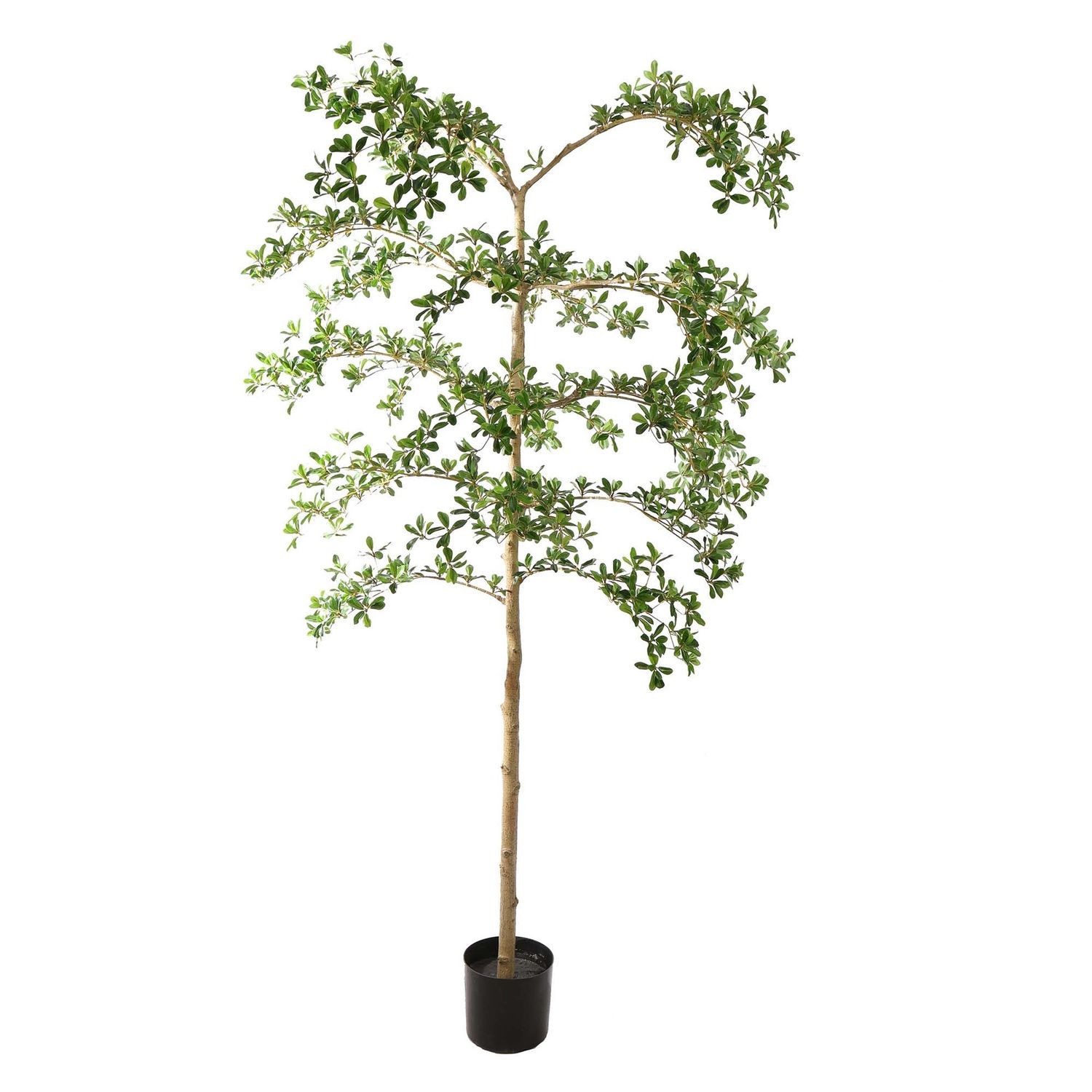 Bucida tree 210 cm