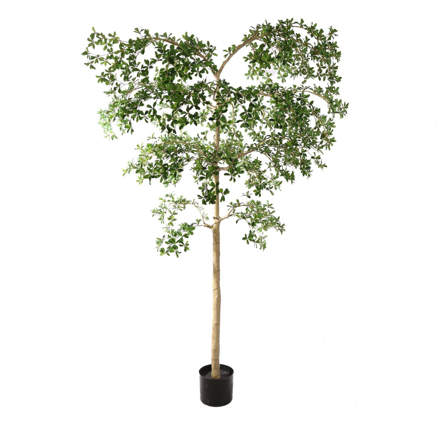 Bucida Tree 280 cm