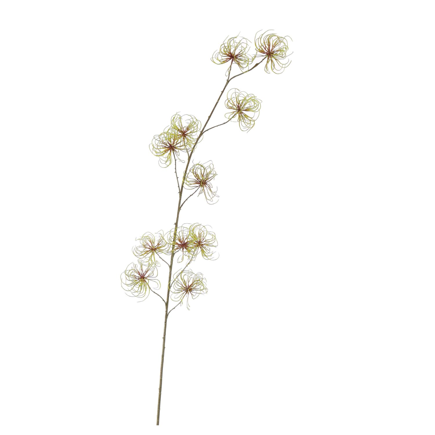 Clematis seed pod green 147cm