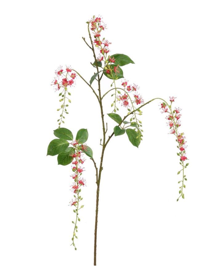 Barringtonia 133cm beauty