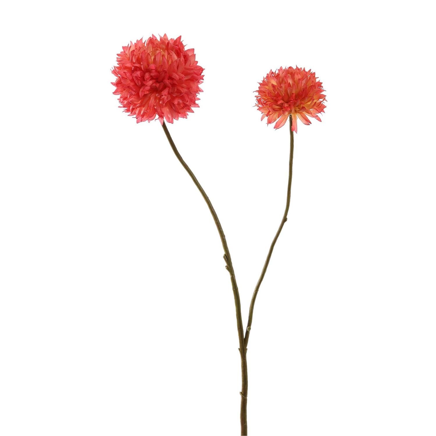 Chrysanthemum pink