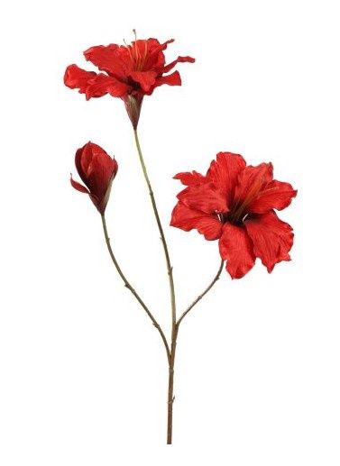 Amarylles 88cm red
