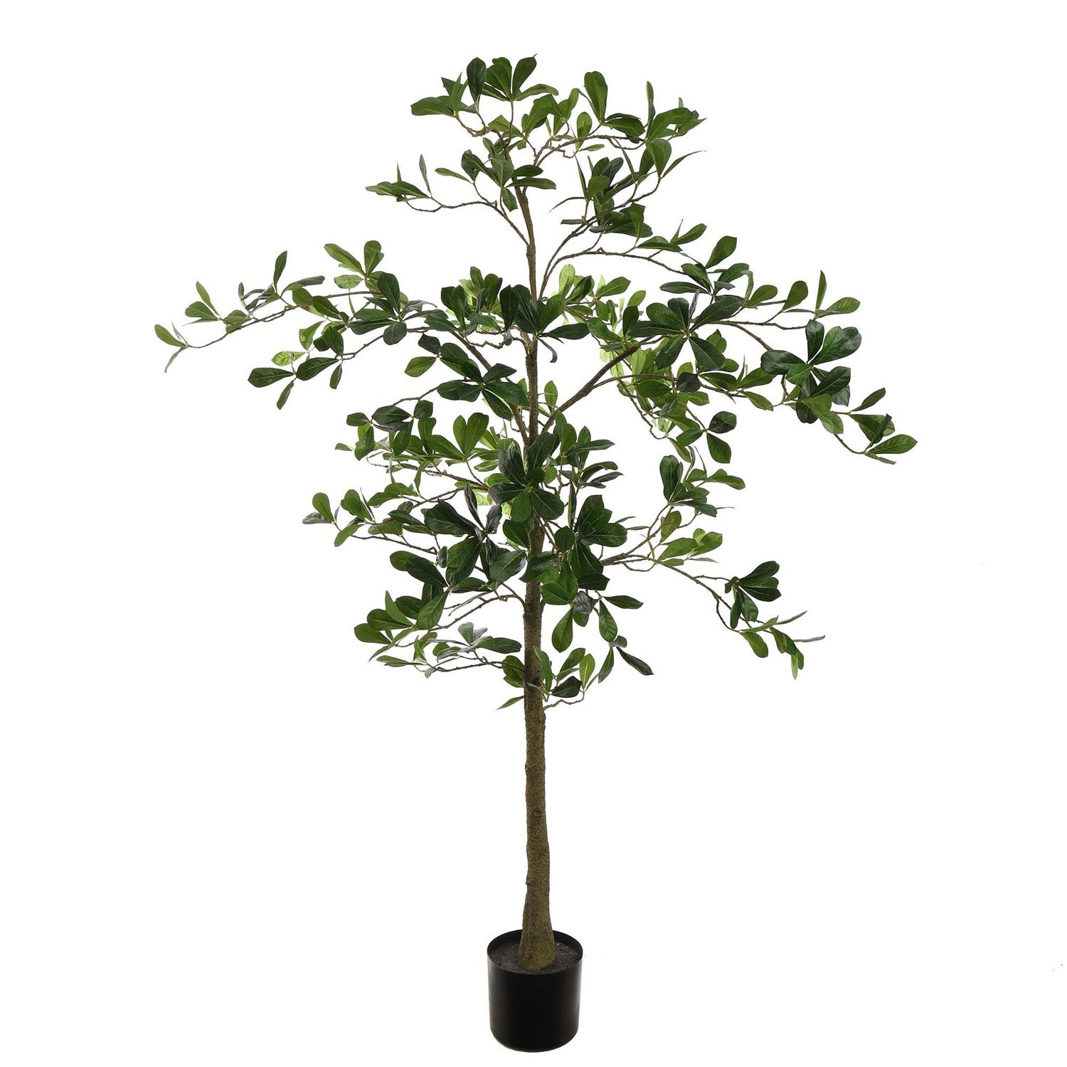 Olive almond tree 150 cm