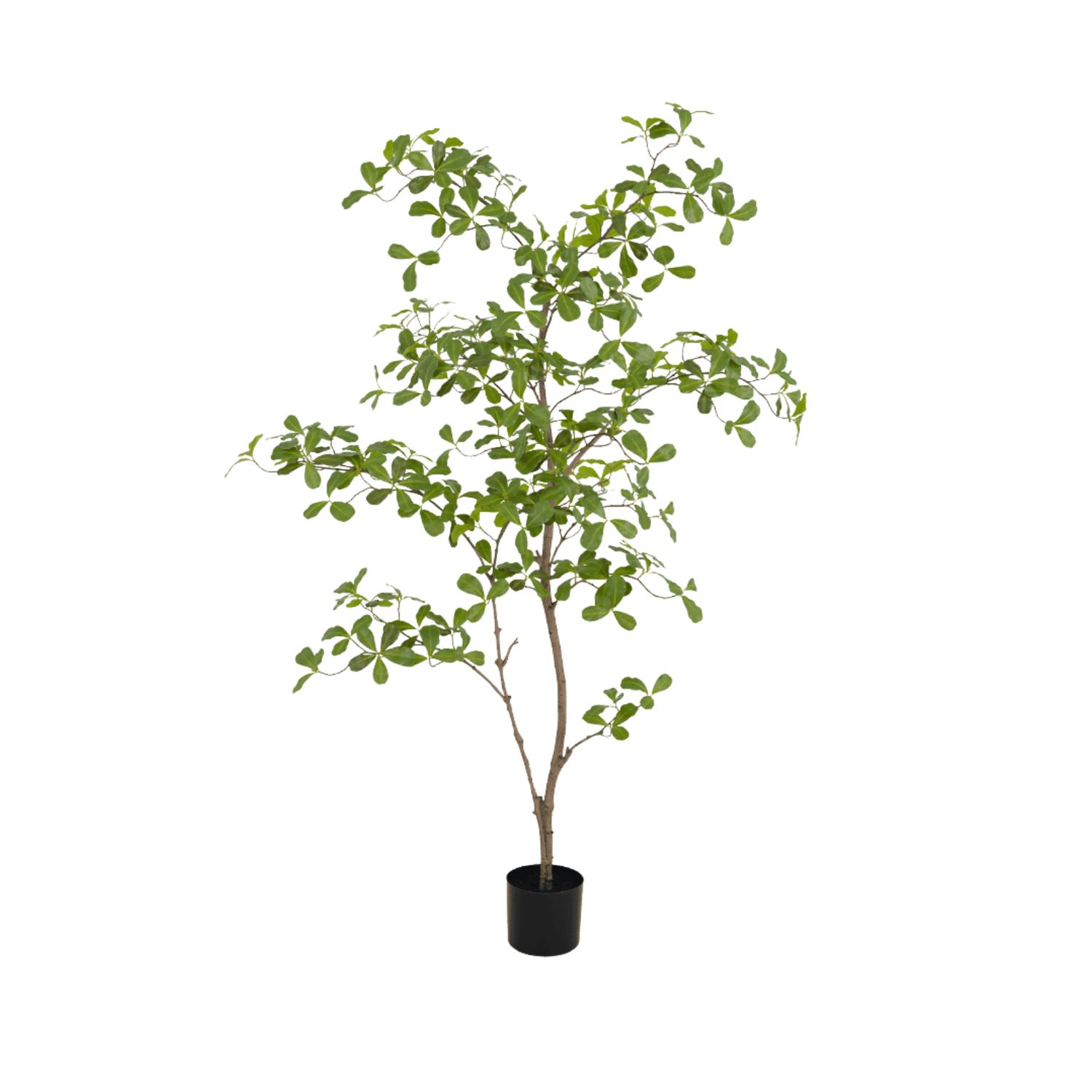 Almond tree 150 cm