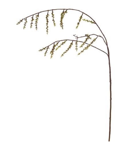 Stachyurus spray 106cm green