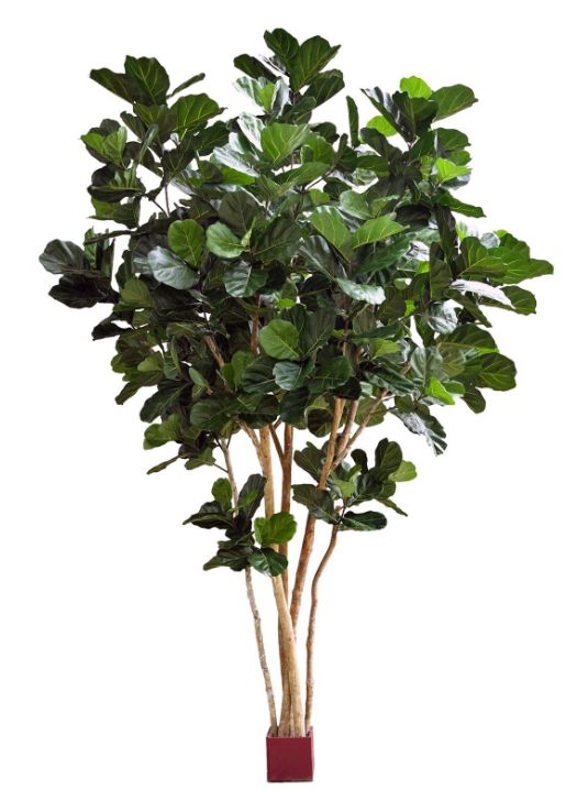 Ficus lyrata op houten stam