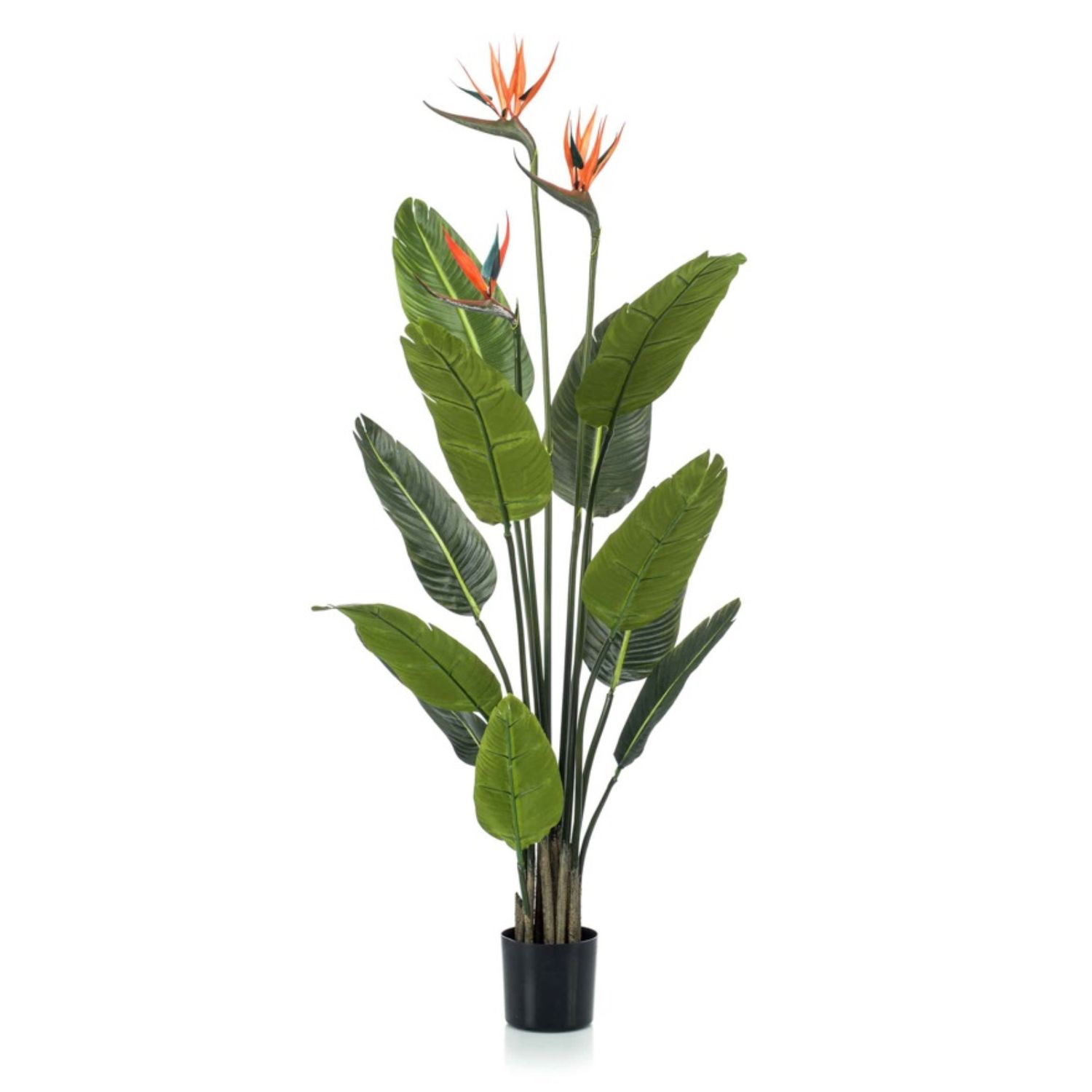 Strelitzia + bloem 120 cm