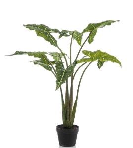 Alocasia 120 cm groen/wit