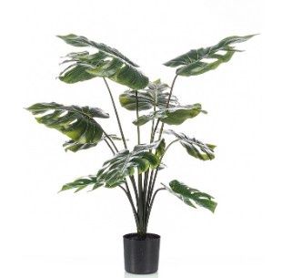 Monstera 80 cm in pot
