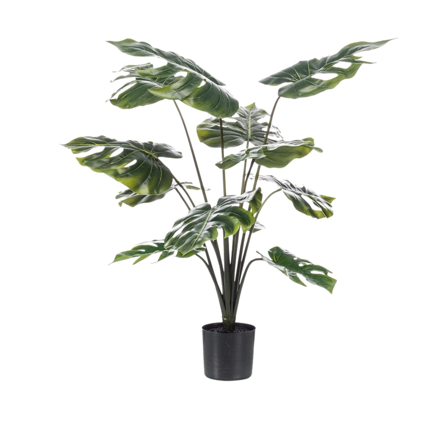 Monstera in pot 80 cm