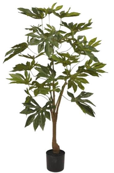 Japonica plant 120 cm