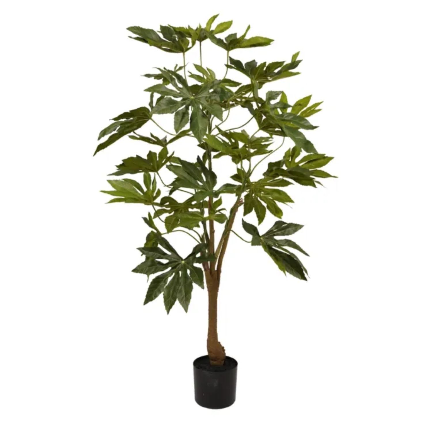 Japonica plant 120 cm