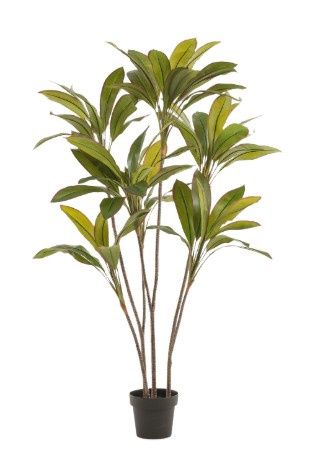 Dracaena 160 cm burgundy