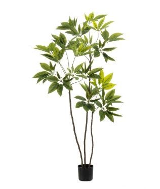 Schefflera 150 cm
