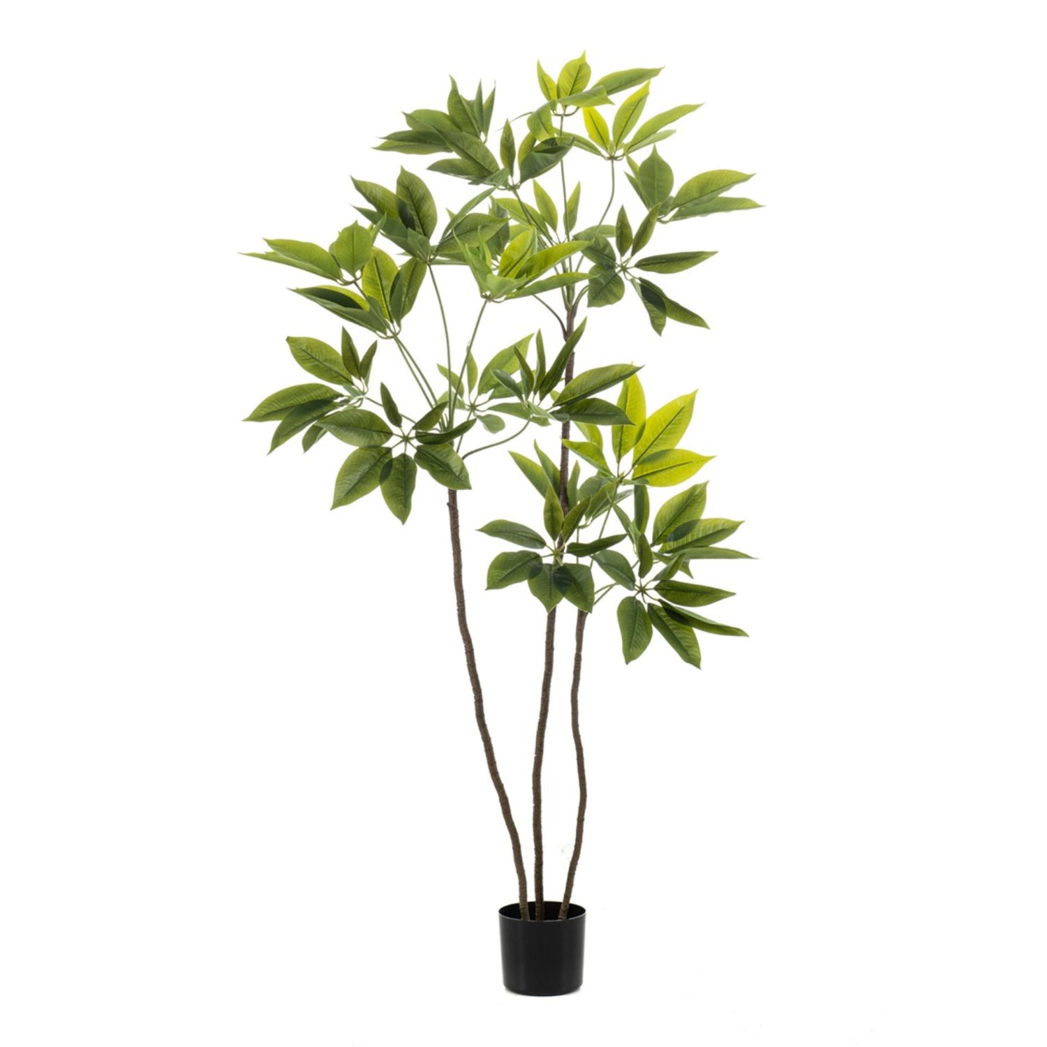 Schefflera 150 cm