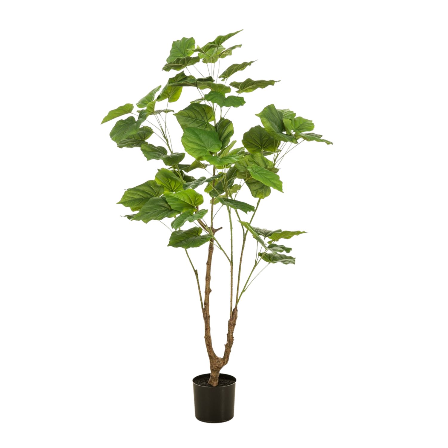 Banyan tree 125 cm
