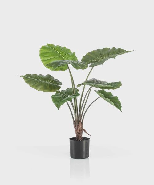 Alocasia 70 cm