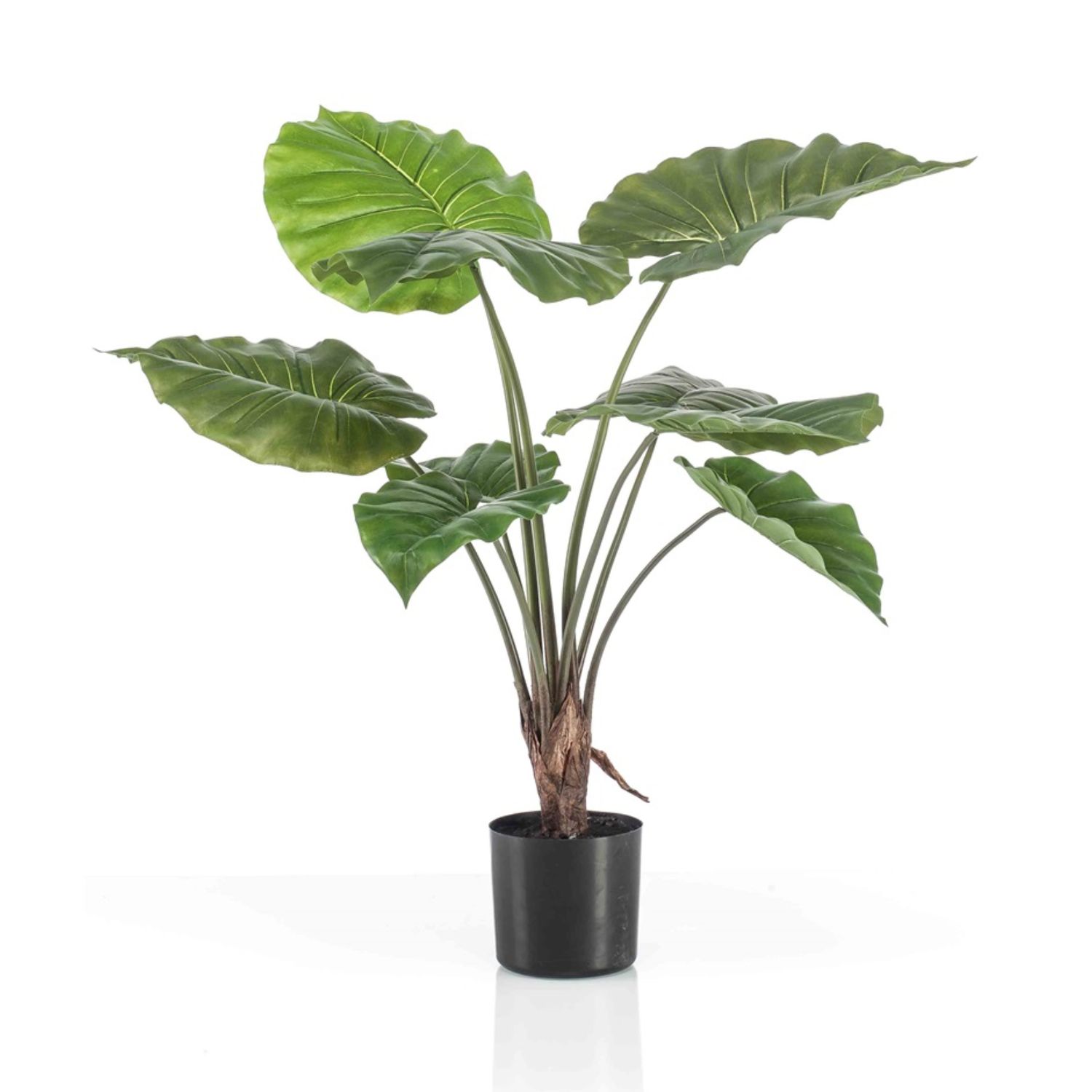 Alocasia 70 cm