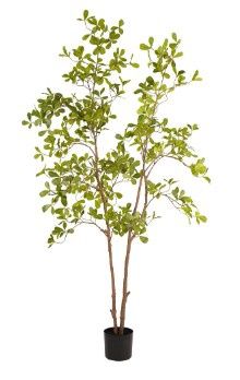 Almond tree 180 cm