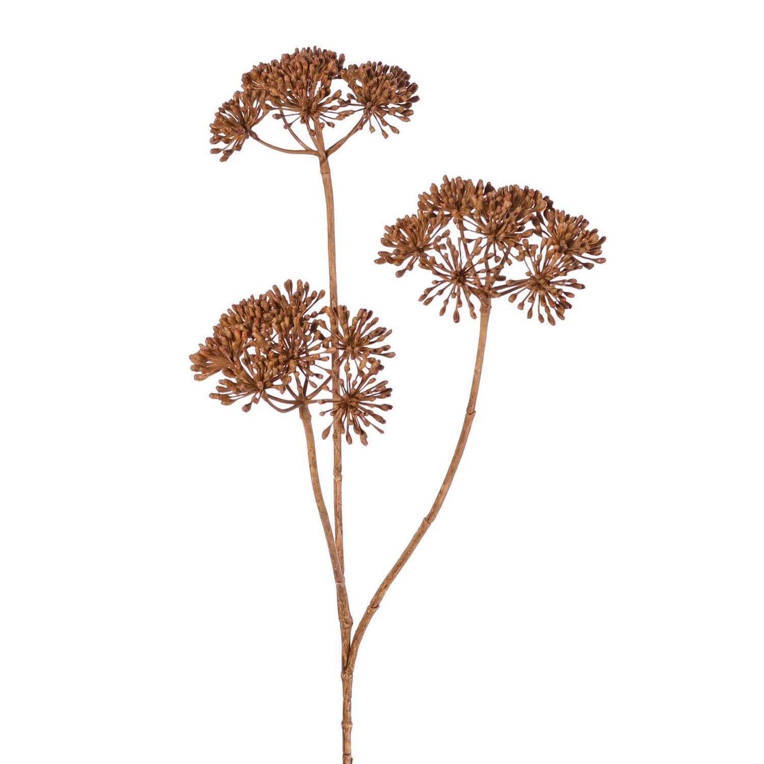 Heracleum