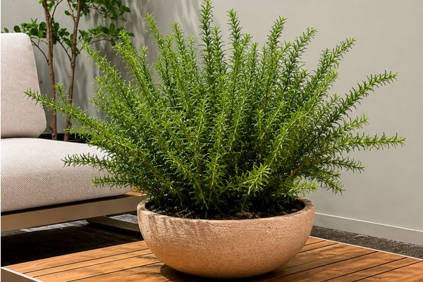 Combi Rosemary UV- bestendig